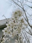 梨花