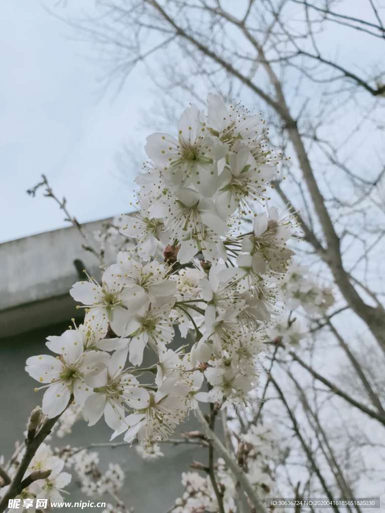 梨花