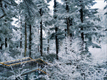 海螺沟雪山 冬季森林栈道