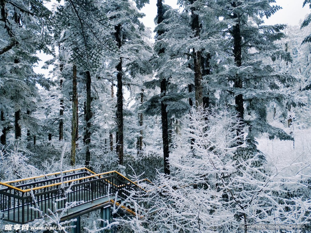 海螺沟雪山 冬季森林栈道