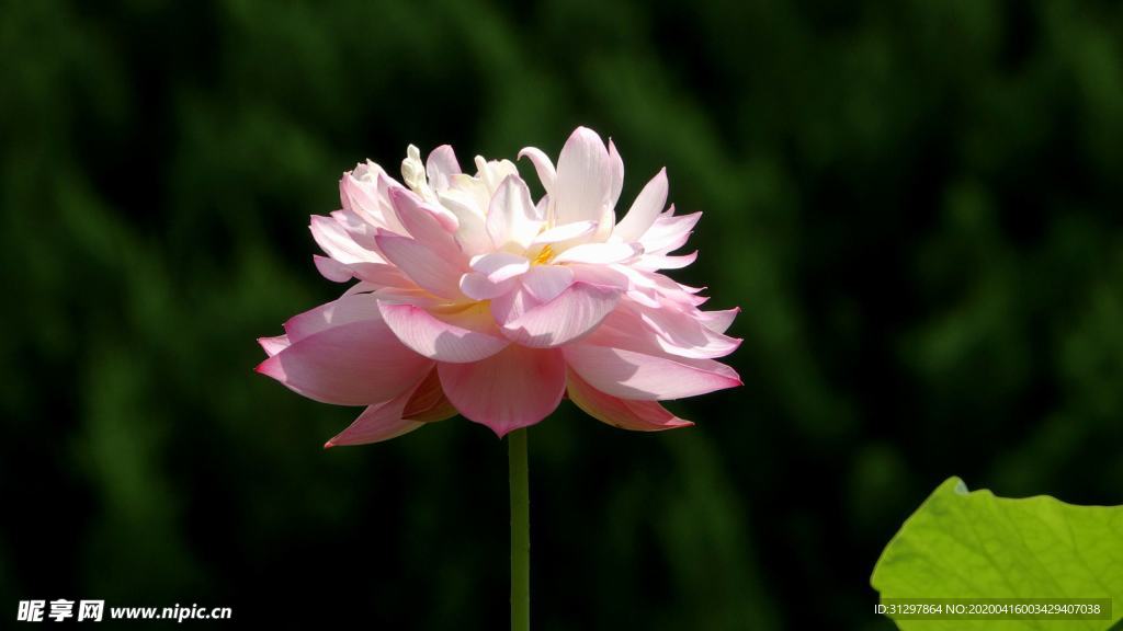莲花