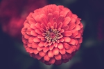 百日菊