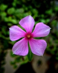 长春花