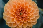 百日菊