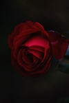 玫瑰花