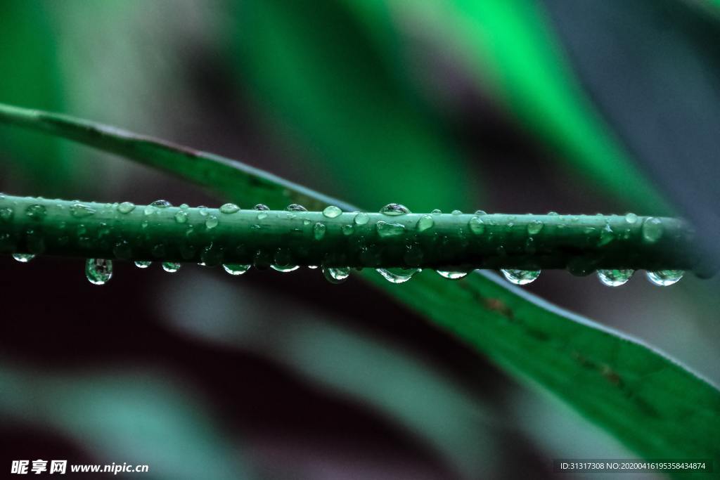 谷雨