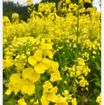 油菜花