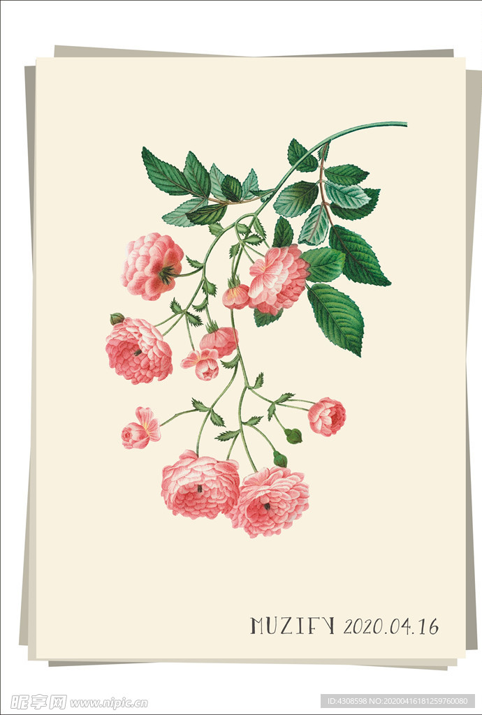 粉玫瑰 植物图鉴