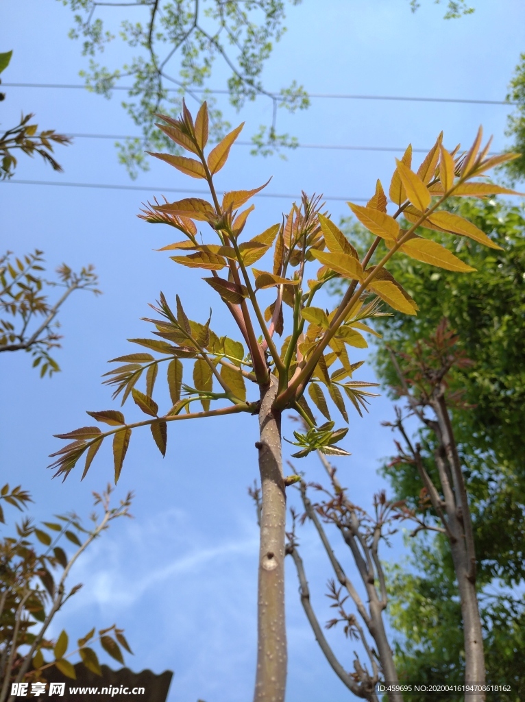 香椿嫩芽