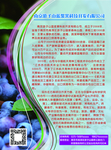 蓝莓宣传单页