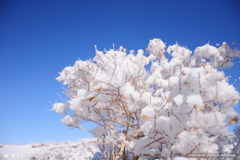 雪树