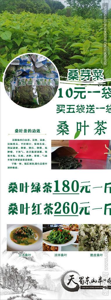 桑叶茶展架 桑芽菜 桑叶