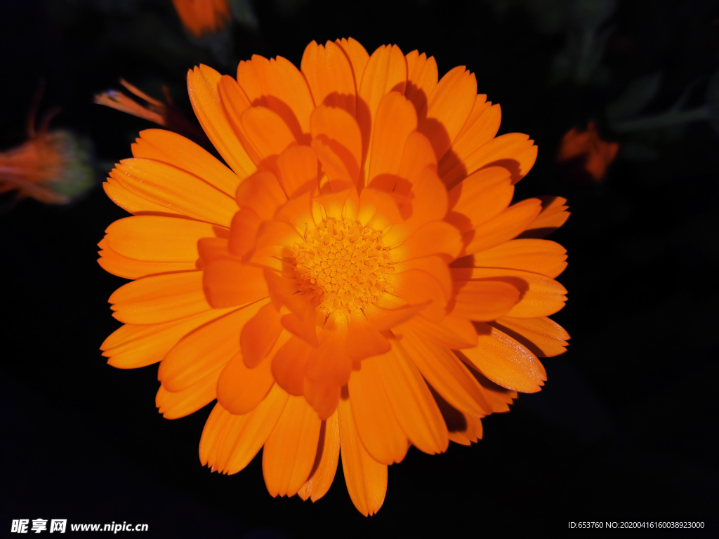 金盏菊的形态特征及其花语-168鲜花速递网