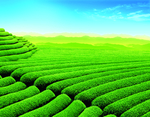 茶