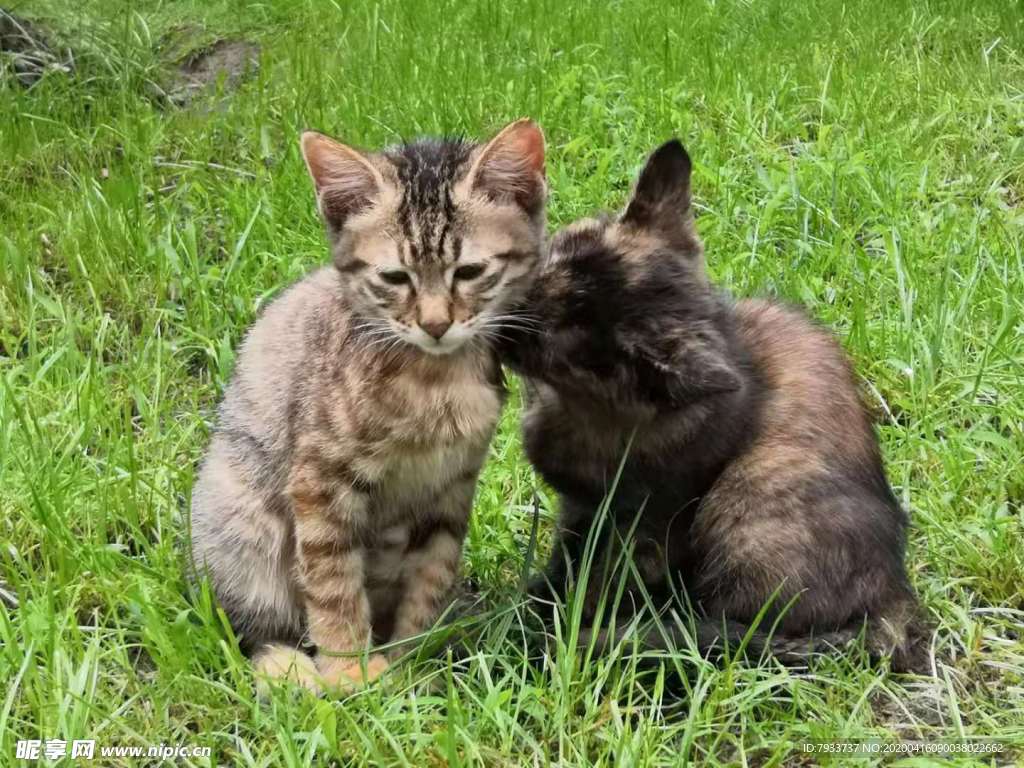 猫