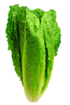 白菜