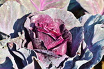 蔬菜