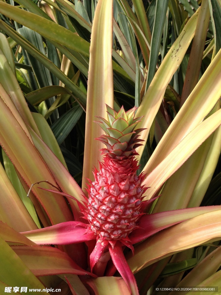 菠萝