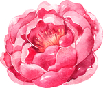 牡丹花