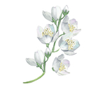 花