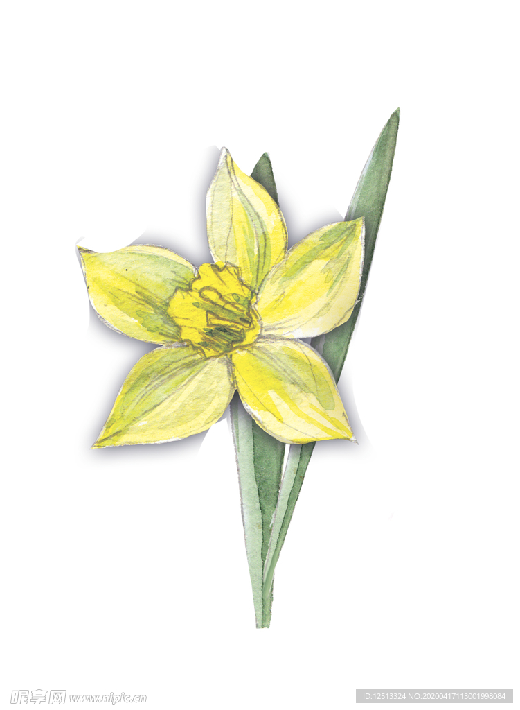 水仙花