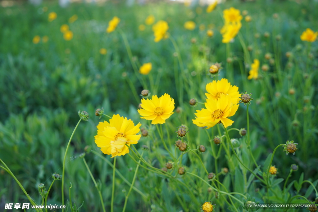 绿色草丛中的黄色花朵