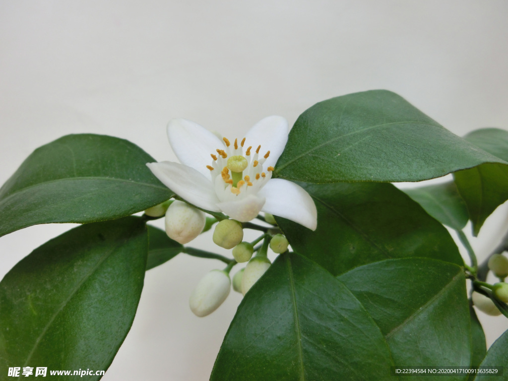 橙子花