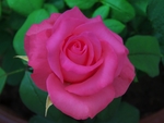 玫瑰花