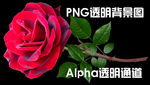玫瑰花