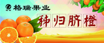 鲜橙