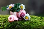 蜗牛上的鲜花