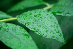 谷雨素材