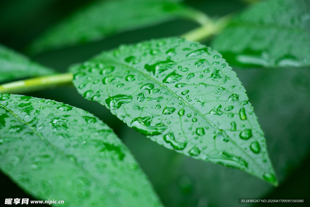 谷雨素材