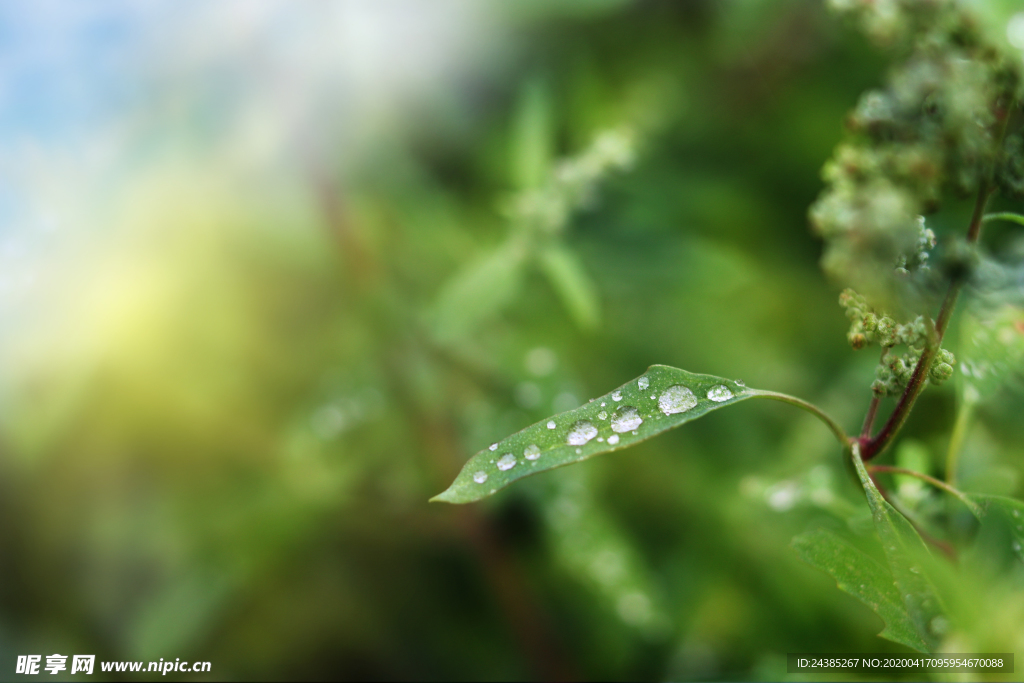 谷雨素材