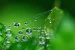 谷雨素材