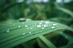 谷雨素材