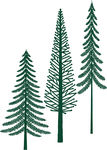 云杉冷杉杉树矢量图