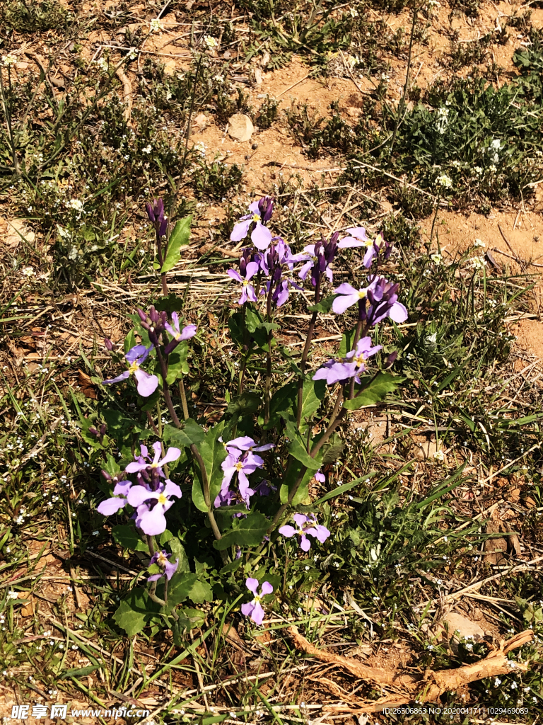 诸葛菜 二月兰花图片