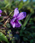 特写 花卉 紫色 小野花 开花