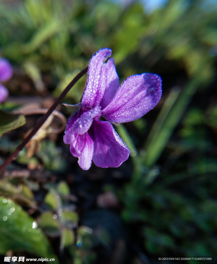 特写 花卉 紫色 小野花 开花