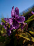 特写 花卉 紫色 小野花 开花