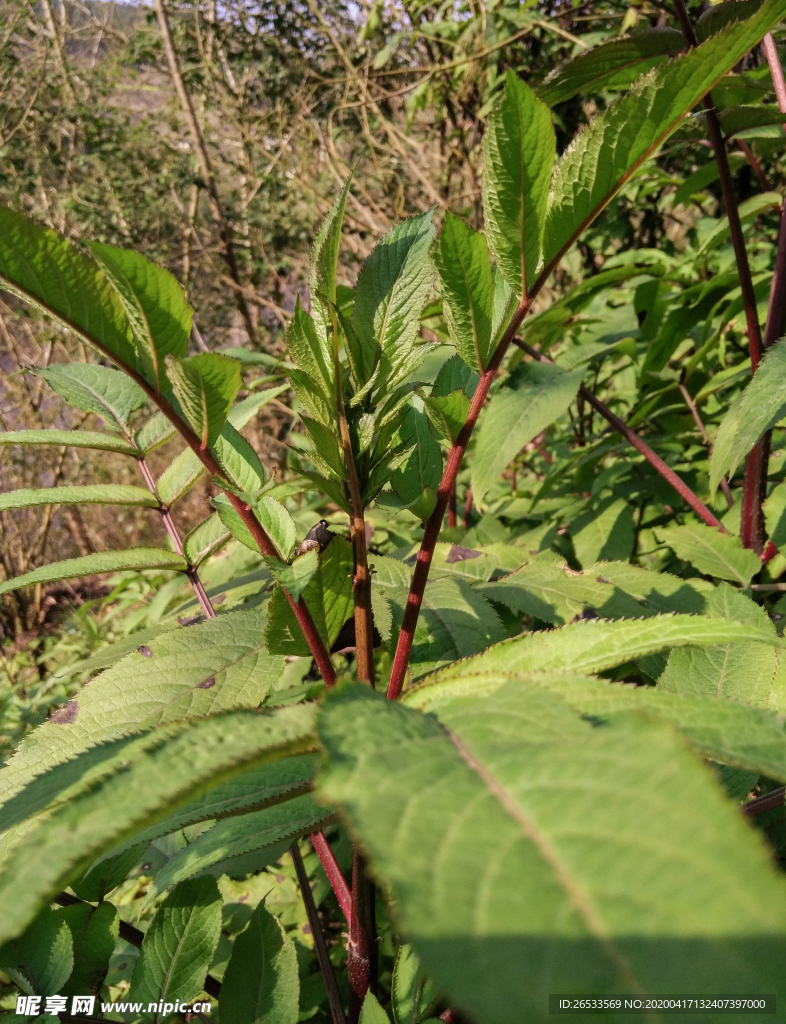 接骨草 忍冬科 茎 枝条 药用