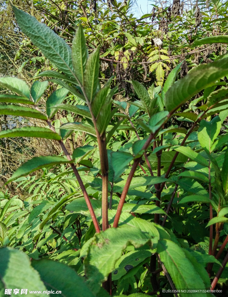 接骨草 忍冬科 茎 枝条 药用