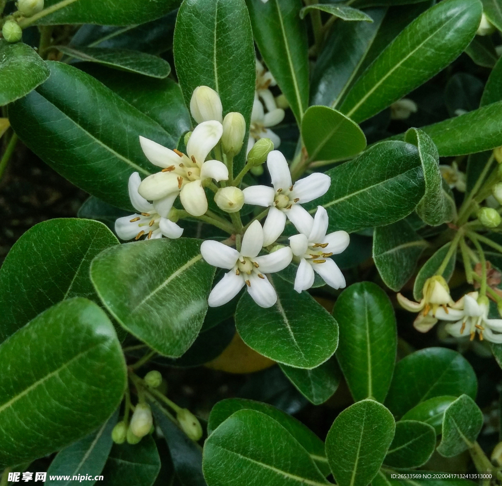 海桐 花朵 鲜艳 美丽 植物