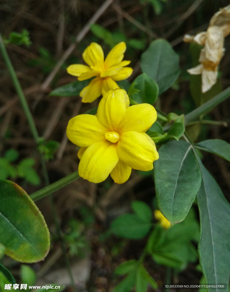 迎春花 小黄花 金腰带 黄梅