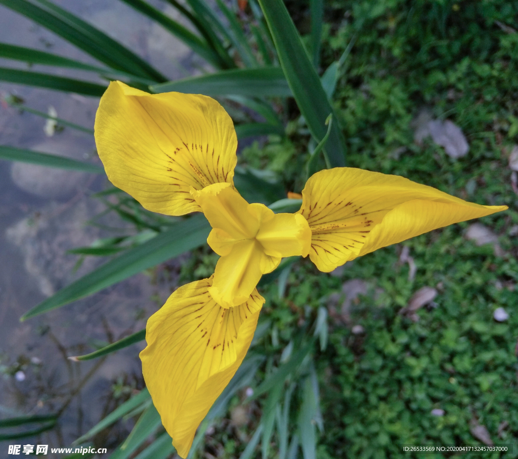 植物花卉 草本染料 花朵 黄菖