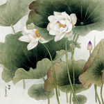 荷 叶 荷花 鸟 画