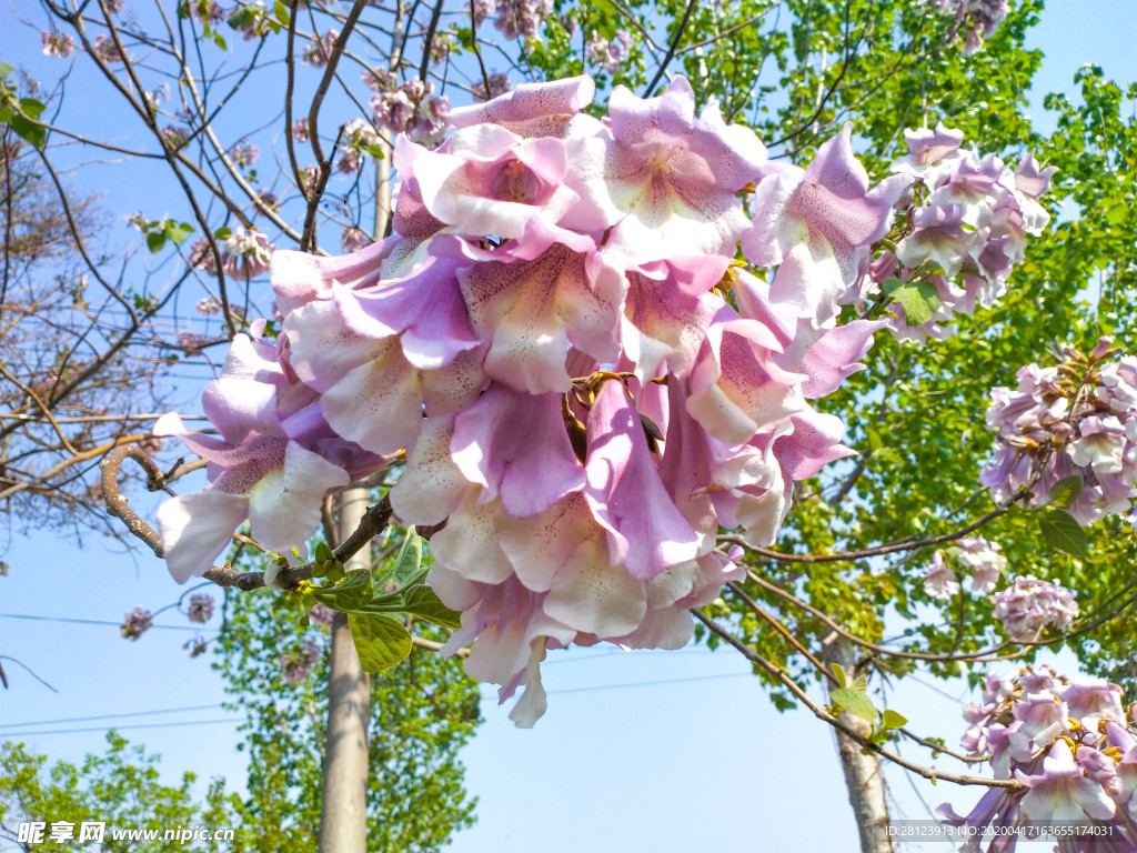 梧桐花