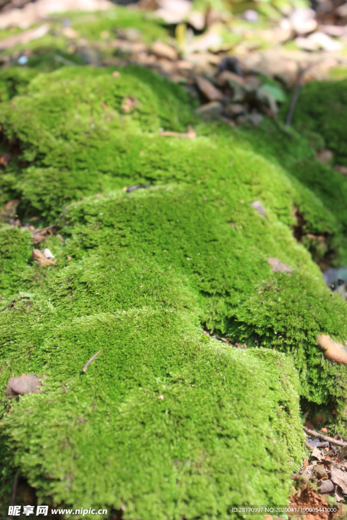 苔藓