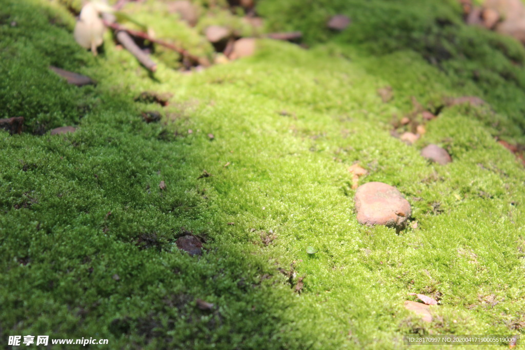 苔藓